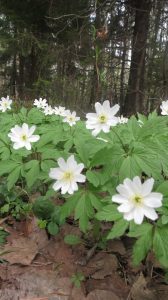 В НАЦИОНАЛЬНОМ ПАРКЕ «МЕЩЕРА» ПОДВЕЛИ ИТОГИ НАУЧНО-ИССЛЕДОВАТЕЛЬСКОЙ ДЕЯТЕЛЬНОСТИ