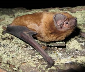 В НАЦИОНАЛЬНОМ ПАРКЕ «МЕЩЕРА» ПОДВЕЛИ ИТОГИ НАУЧНО-ИССЛЕДОВАТЕЛЬСКОЙ ДЕЯТЕЛЬНОСТИ