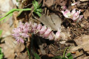 В НАЦИОНАЛЬНОМ ПАРКЕ «МЕЩЕРА» ПОДВЕЛИ ИТОГИ НАУЧНО-ИССЛЕДОВАТЕЛЬСКОЙ ДЕЯТЕЛЬНОСТИ